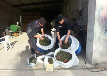 Sequestrati 8kg di marijuana in azienda agricola a Isola Capo Rizzuto