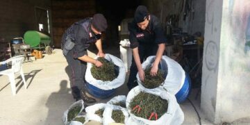 Sequestrati 8kg di marijuana in azienda agricola a Isola Capo Rizzuto