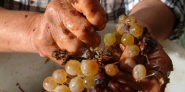 Il Moscato nella terra di Pitagora