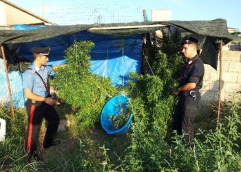 Arrestati due fratelli per coltivazione e detenzione di marijuana