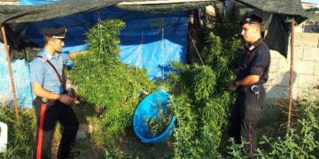 Arrestati due fratelli per coltivazione e detenzione di marijuana