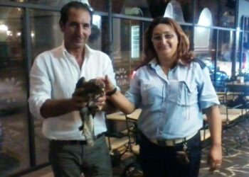 Soccorsi due rapaci feriti