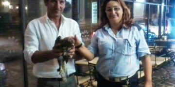 Soccorsi due rapaci feriti