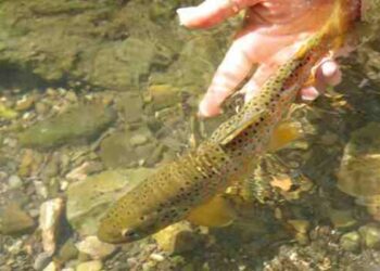 Ripopolamento ittico nel cosentino