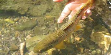 Ripopolamento ittico nel cosentino