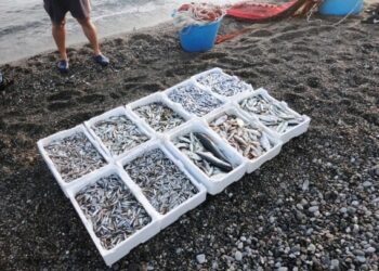 Sequestrati 60 chili novellame, 6 denunce