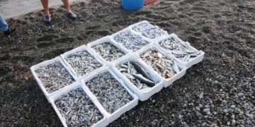 Sequestrati 60 chili novellame, 6 denunce