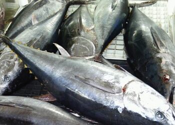 Sequestrati 17 chili di tonno rosso e a pinna gialla