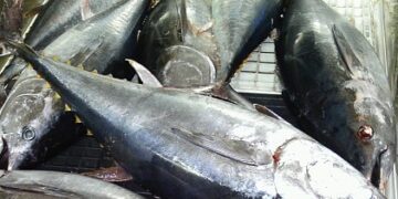 Sequestrati 17 chili di tonno rosso e a pinna gialla