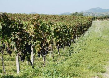 Vendemmia, domani assemblea ordinaria dei soci