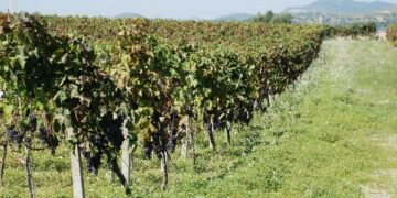 Vendemmia, domani assemblea ordinaria dei soci
