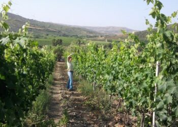 Da architetto a produttore di vino Ciro’