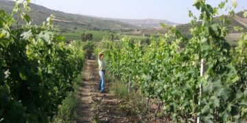 Da architetto a produttore di vino Ciro’