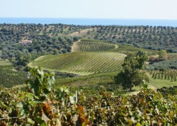 Premiazione ‘Viticoltore d’Eccellenza Ciro’ 2012