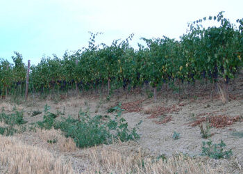 Siccita’, danni alle produzioni agricole