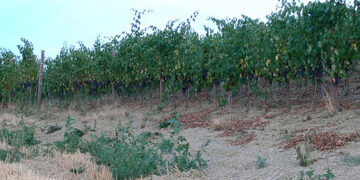 Siccita’, danni alle produzioni agricole