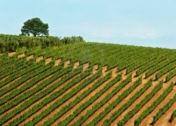 Superficie agricola, in 30 anni sparita l’equivalente della provincia di Crotone