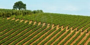 Superficie agricola, in 30 anni sparita l’equivalente della provincia di Crotone