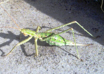 Pubblicazione scientifica grazie al ritrovamento di una cavalletta gigante rara