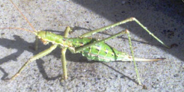 Pubblicazione scientifica grazie al ritrovamento di una cavalletta gigante rara