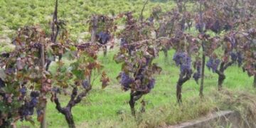 Le uve pregiate si vendono da sole