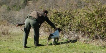 Gara cinofila su fagiano con abbattimento