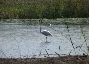 Protocollo d’intesa per la difesa di Fiume Nica’