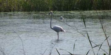 Protocollo d’intesa per la difesa di Fiume Nica’