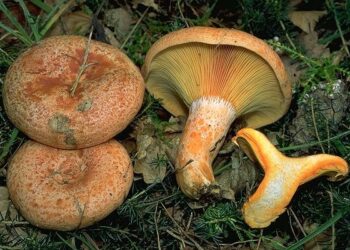 Funghi, attenti a quelli velenosi