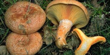 Funghi, attenti a quelli velenosi