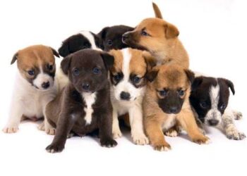 Anche a Crotone la Giornata degli Animali