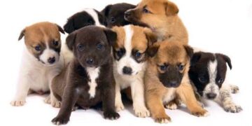 Anche a Crotone la Giornata degli Animali