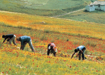 In agricoltura e’ straniero 1 lavoratore su 7