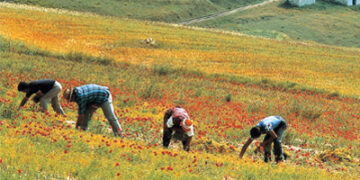 In agricoltura e’ straniero 1 lavoratore su 7