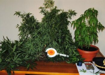 Marijuana sequestrata sul balcone