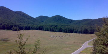 Progetto Sharewood, alla scoperta del cammino del legno