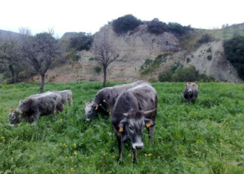 La Carne podolica calabrese presentata all’Eataly di Roma