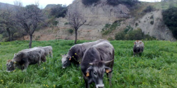 La Carne podolica calabrese presentata all’Eataly di Roma