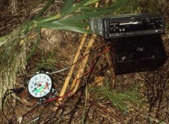 Richiami illegali per quaglie a Cutro