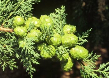 Rubano 2.000 pigne di pino nel rossanese