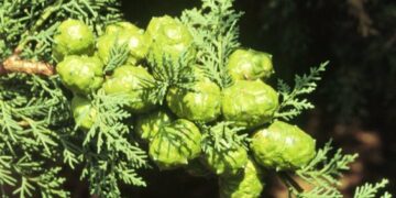 Rubano 2.000 pigne di pino nel rossanese