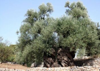 Approvata legge regionale per proteggere ulivi secolari