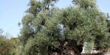 Approvata legge regionale per proteggere ulivi secolari