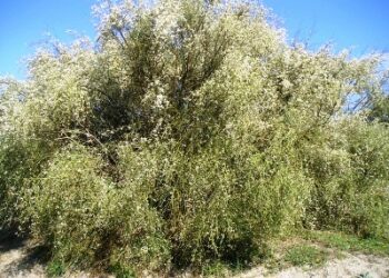 Nicodemo Oliverio: difendere la ‘ginestra bianca’