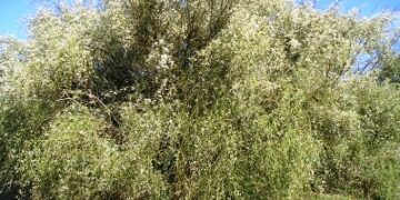 Nicodemo Oliverio: difendere la ‘ginestra bianca’