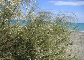 Comunicato stampa della locale sezione di Italia nostra di Cirò