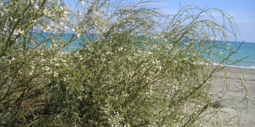 Comunicato stampa della locale sezione di Italia nostra di Cirò