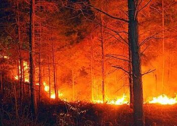 Incendi, Calabria la regione piu’ colpita nel 2012