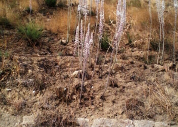 Le Scille crescono rigogliose