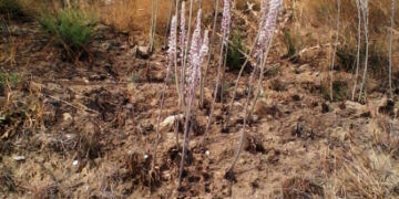 Le Scille crescono rigogliose